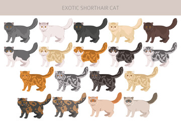 Exotic Shorthair Cat clipart. All coat colors set. All cat breeds characteristics infographic. Vector illustration