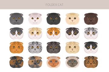 Foldex cat, Exotic Shorthair Cat clipart. All coat colors set.  All cat breeds characteristics infographic. Vector illustration