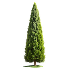 Tall Cypress Tree PNG Isolated on White Background
