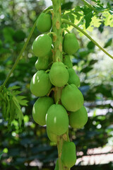 papaya tree growth in the garden