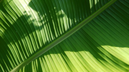 banana leaf. green banana leaf background. banana leaf texture. nature theme. plant theme.