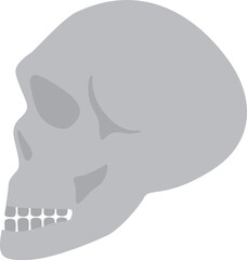 Skull illustration