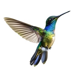 Fototapeta premium A vibrant hummingbird in flight, with its wings spread wide and its iridescent feathers shimmering.