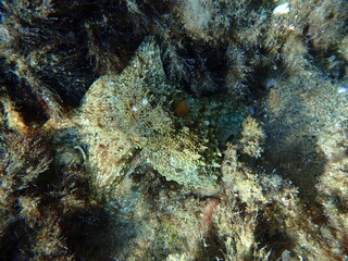 Common octopus (Octopus vulgaris) hunting, Aegean Sea, Greece, Halkidiki, Pirgos beach