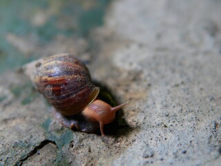 snails crawling on the floor