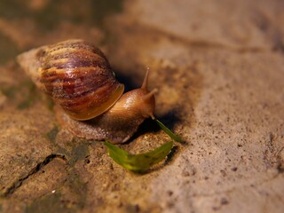 snails crawling on the floor