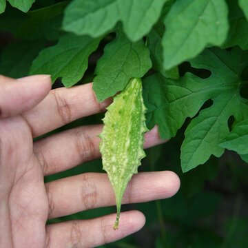 Fototapeta picking bitter melon from the tree. Momordica charantia (Peria, Bitter Gourd, Bitter Cucumber, Balsam Pear, Leprosy Gourd, Pare). plant theme. vegetable theme. nature theme