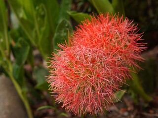 red flowers of the scadoxus multiflorus plant or (Blood Lily, Powderpuff Lily, Fireball Lily, Catherine Wheel, 网球花, Bunga Desember). blooming Blood Lily flower. flower background, nature background