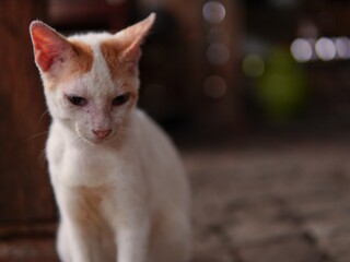 an orange white cat sitting relaxed. cat with blurred background. cat background. kitten. young cat. funny face.