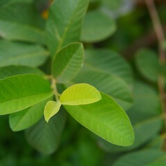 green leaves of the guava plant. nature theme. plant theme. natural background. leaf background
