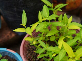 Ipomoea reptans Poir (kangkung, kangkung darat, kangkong kampong, phak boong ban, garden morning glory). A famous leaf vegetable in Southeast Asian countries such as Indonesia