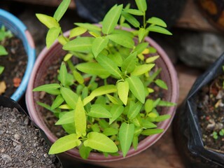 Ipomoea reptans Poir (kangkung, kangkung darat, kangkong kampong, phak boong ban, garden morning glory). A famous leaf vegetable in Southeast Asian countries such as Indonesia