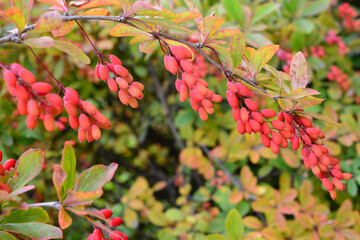 a branch of a berberis bush with red berries and green leaves