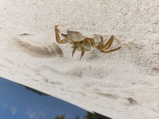 A detailed close-up of a sand crab on a pristine sandy tropical beach in the Maldives, showcasing natural beauty and marine life against a clear sky. Perfect for themes of nature, summer, and wildlife