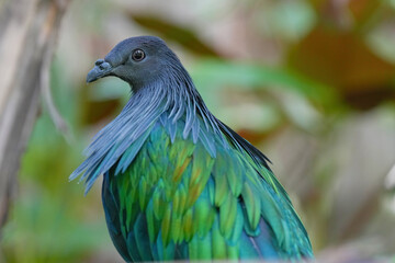 Nicobar pigeon, Nicobar dove birds are cleaning their feathers.