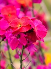 Erysimum flowers