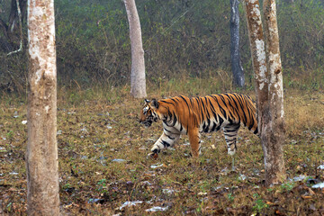 Bengal tiger or Indian tiger (Panthera tigris tigris), the tigress patrols its territory. Typical behavior of a big cat in the wild. A big tiger in a typical dry tropical forest landscape in India.