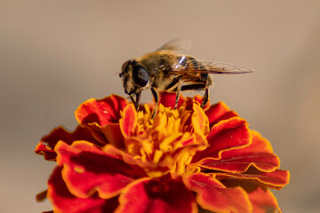 Close up of a bee on a red flower