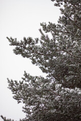 conifer branches are covered with snow