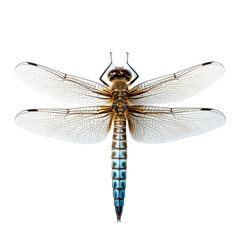 Detailed Close-Up of a Dragonfly with Colorful Wings and Body