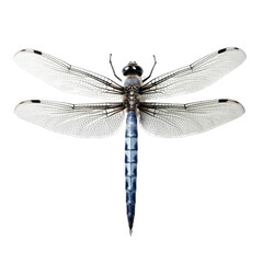 Detailed Close-Up of a Dragonfly with Transparent Wings and Blue Body