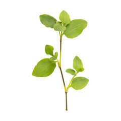 Fresh green wild benghal dayflower leaves branch isolated on transparent background