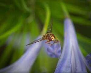 Hoverfly Close-up