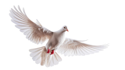 Obraz premium Elegant Bird in Flight with Outstretched Wings and Red Feet.