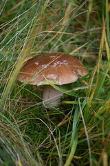 Pilz im Gras