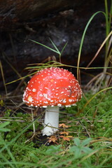 Großer Fliegenpilz mit weißen Punkten