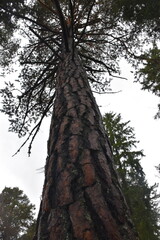 Hohe Tanne mit markanter Rinde