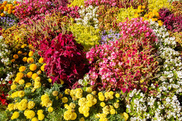 A flowerbed with beautiful bright flowers of red yellow blue on a clear sunny day. Flora floristry landscaping plants flowers.