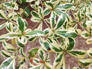 background of leaves