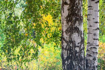 
Trunks of white birches against the background of autumn nature.