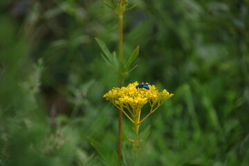 オミナエシとオオセイボウ