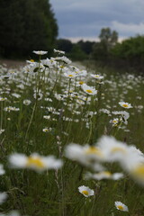 Kwiaty na polu 