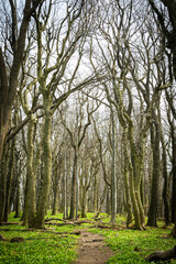 Obraz premium path in the forest