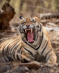 Angry wild female tiger or tigress or panthera tigris behavior yawning growling and showing long Canines teeth in hot summer season safari at ranthambore national park forest reserve rajasthan india