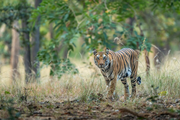 wild indian female bengal tiger panthera tigris in natural scenic green background on stroll walking head on with eye contact in safari at bandhavgarh national park forest reserve madhya pradesh india