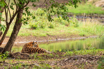 indian wild female bengal tiger panthera tigris sitting near water body in natural green scenic forest background winter season safari at bandhavgarh national park tiger reserve madhya pradesh india