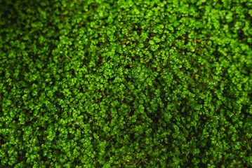 Zielona tapeta, natura, zielone liscie, tło.