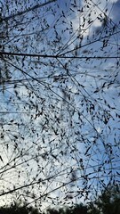 가을 하늘과 구름, 나무가 보이는 풍경과 마른 풀잎, 나뭇가지