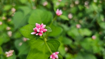 Obraz premium 공원 핑크색 야생화 고마리꽃과 초록색 잎