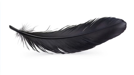 Beautiful black feather on white background