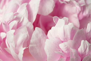 Close up of pink peony, pink flower petals as a background for design