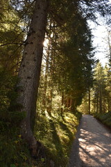 Waldweg im Tannenwald