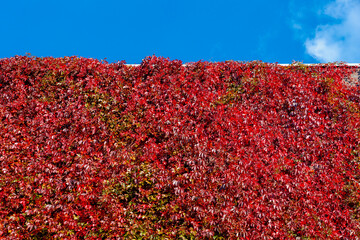 Colourful orange red leaves of Parthenocissus quinquefolia on the wall with blue sky, Virginia...