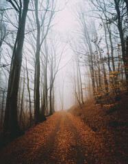 Naklejka premium Foggy Autumn Forest Path Lined with Fallen Leaves