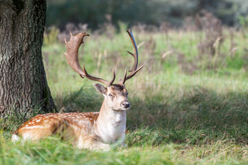 Beautiful male fallow deer lying in shadow of a tree in the Amsterdamse waterleidingduinen, the Netherlands. Beautiful day during autumn. Sunny day. Amazing male deer with big antlers. Mating season. 