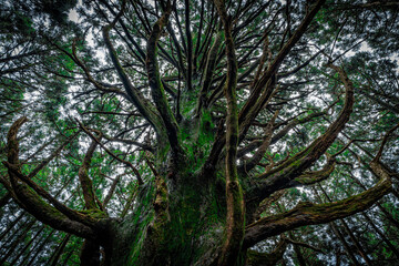 杉の大木　お化け杉/Big cedar tree in Japan